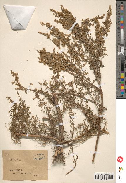 spécimen de Artemisia sp.