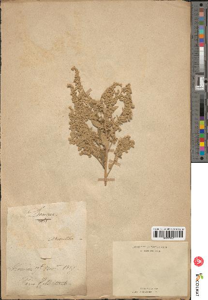 spécimen de Artemisia sp.