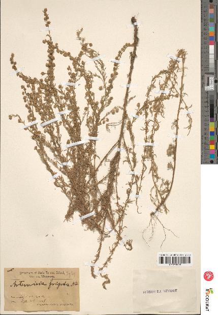 spécimen de Artemisia fragrans