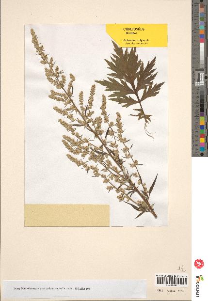 spécimen de Artemisia vulgaris