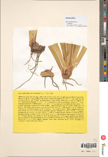 spécimen de Iris foetidissima