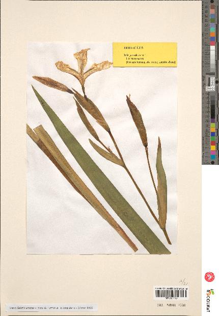 spécimen de Iris pseudacorus