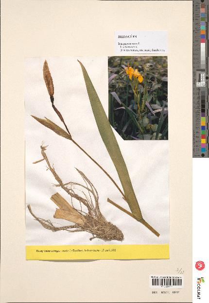 spécimen de Iris pseudacorus