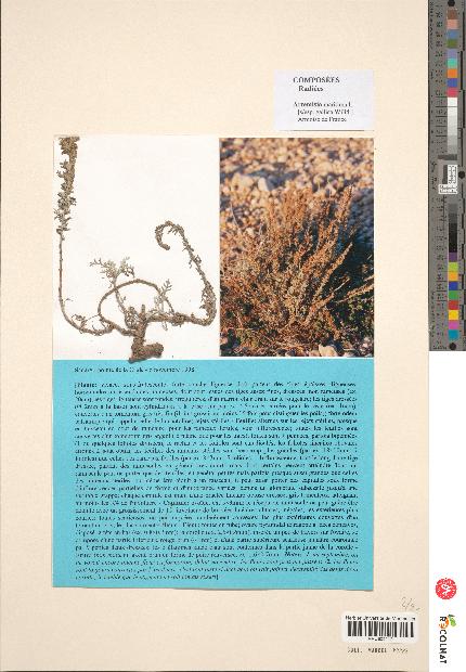 spécimen de Artemisia maritima