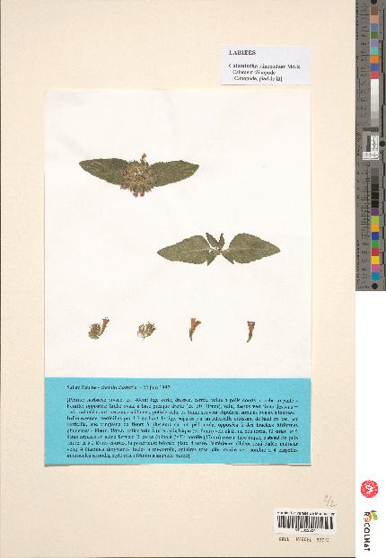 spécimen de Calamintha clinopodium