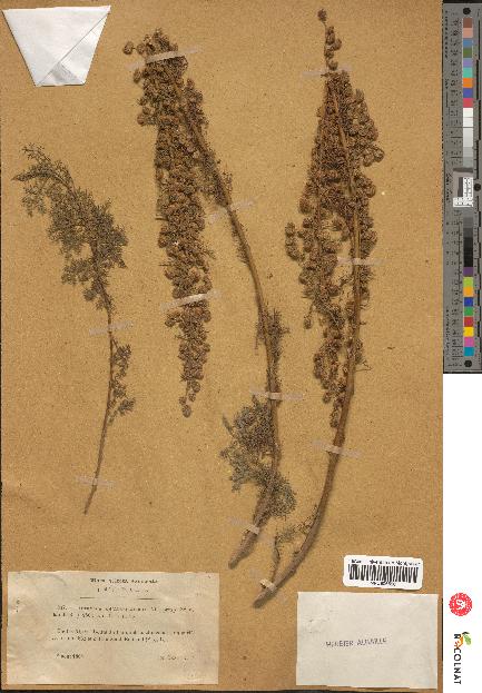 spécimen de Artemisia chamaemelifolia