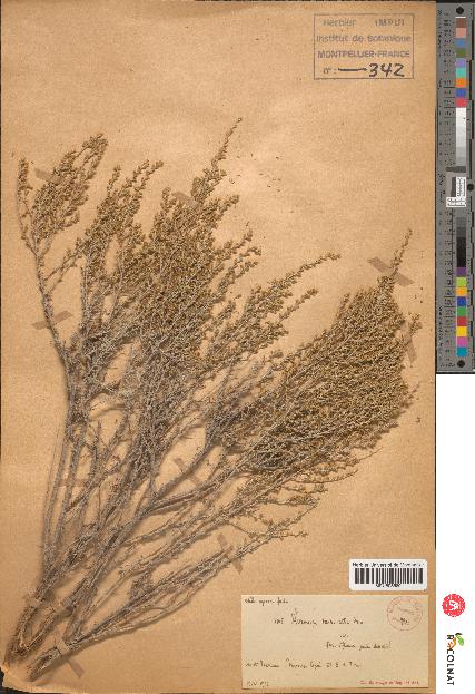 spécimen de Artemisia sp.