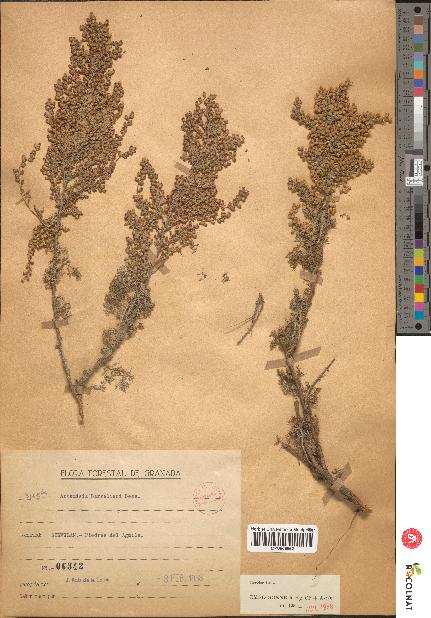 spécimen de Artemisia sp.