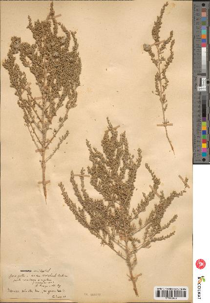 spécimen de Artemisia sp.