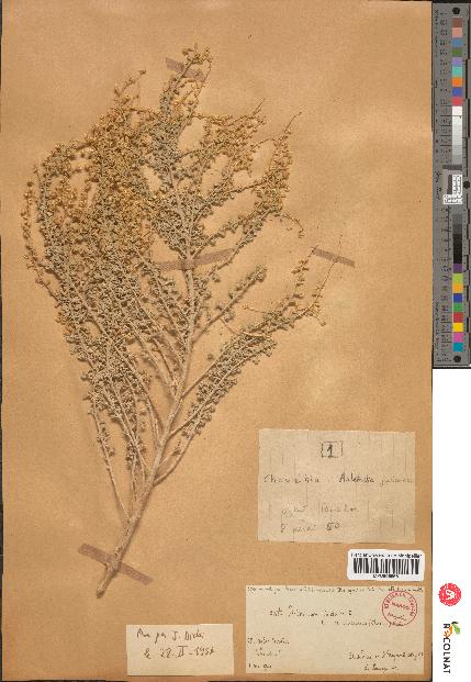 spécimen de Artemisia sp.