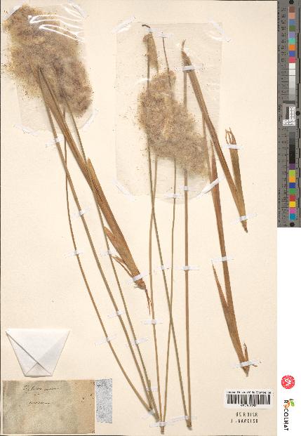 spécimen de Typha sp.