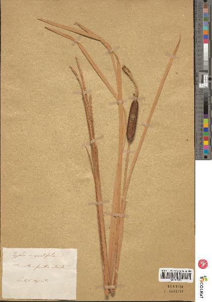 spécimen de Typha sp.