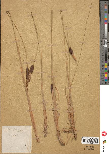 spécimen de Typha sp.