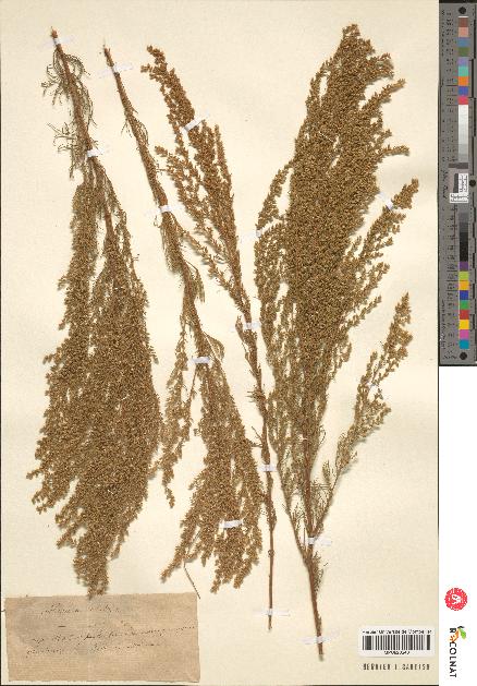 spécimen de Artemisia sp.