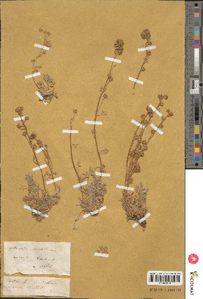 spécimen de Artemisia sp.