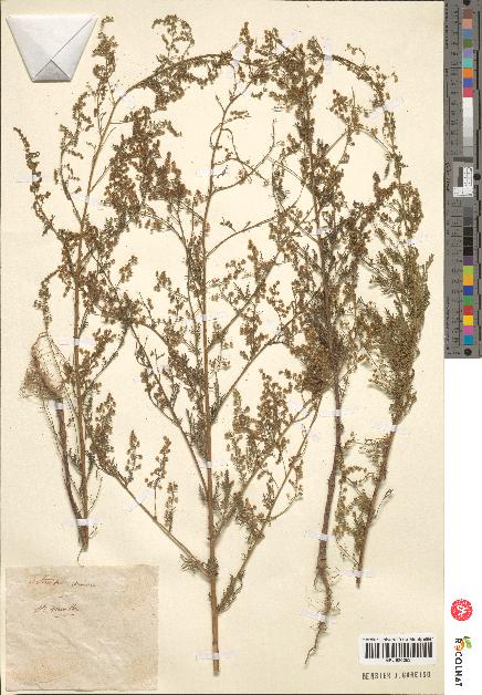 spécimen de Artemisia sp.