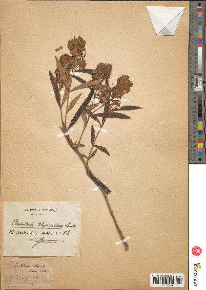 spécimen de Buddleja thyrsoides