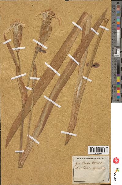 spécimen de Iris pseudacorus