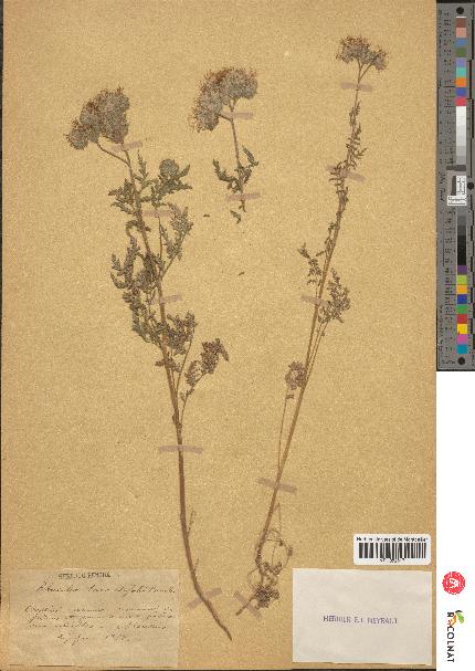 spécimen de Phacelia tanacetifolia