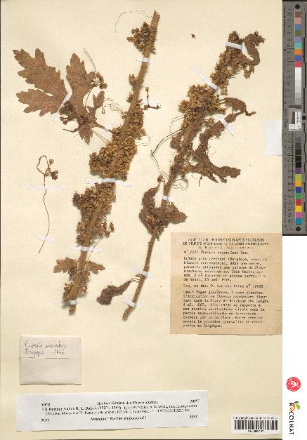 spécimen de Cuscuta suaveolens