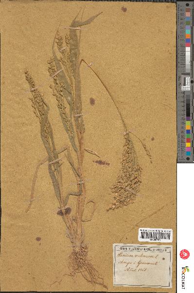 spécimen de Panicum miliaceum