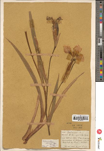 spécimen de Iris pseudacorus