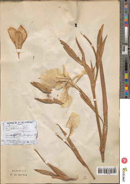 spécimen de Iris pseudacorus