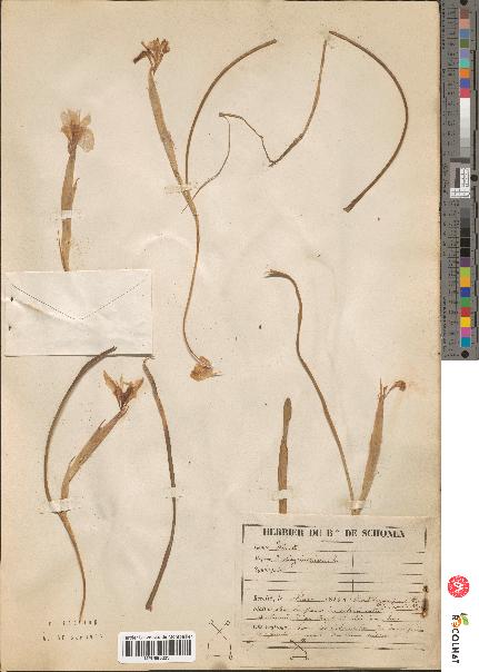 spécimen de Iris sisyrinchium