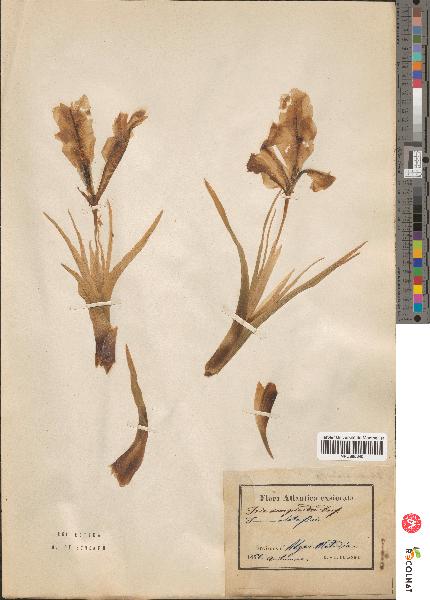 spécimen de Iris scorpioides