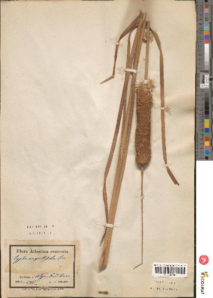 spécimen de Typha angustifolia