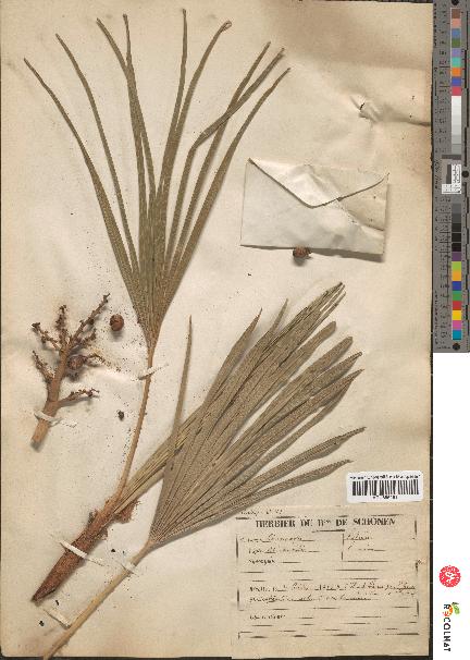 spécimen de Chamaerops humilis