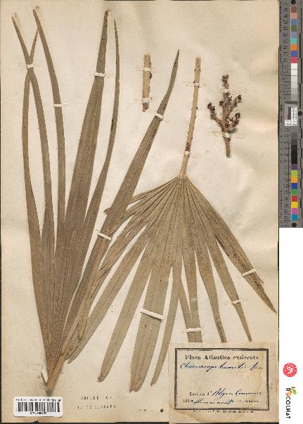 spécimen de Chamaerops humilis