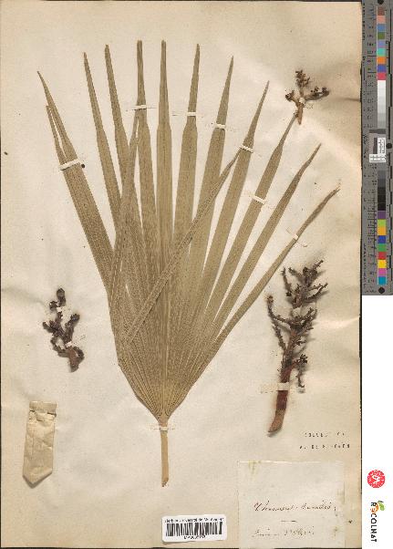 spécimen de Chamaerops humilis