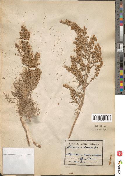 spécimen de Artemisia arborescens