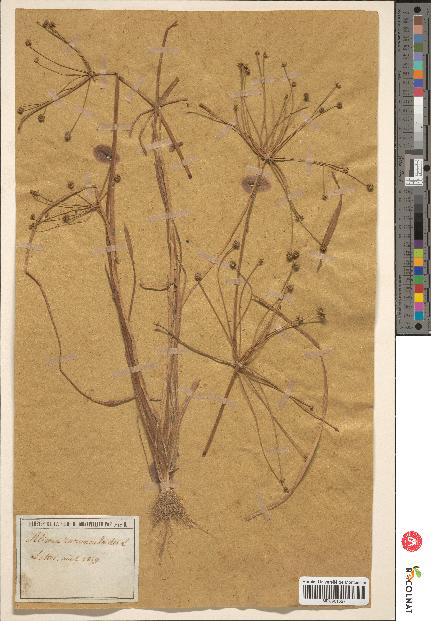 spécimen de Alisma ranunculoides