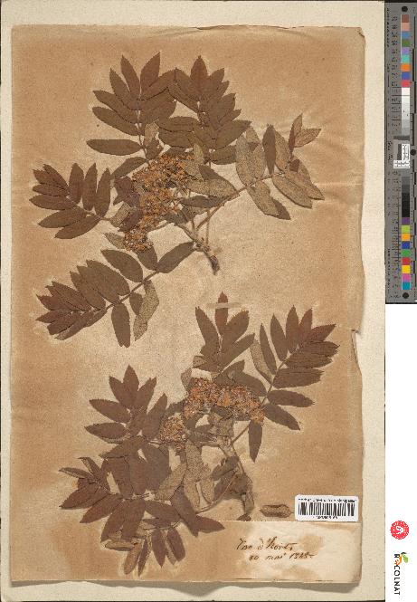 spécimen de Sorbus domestica