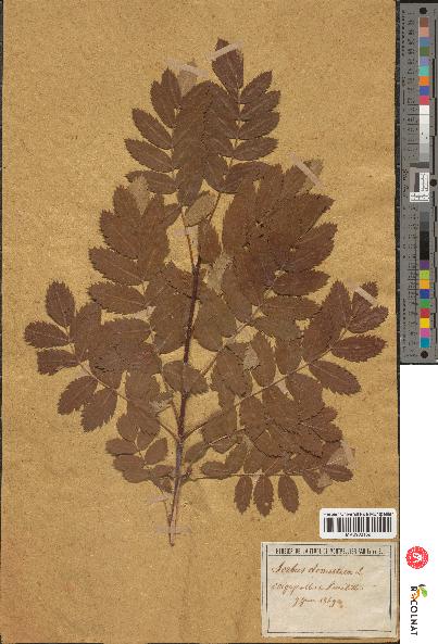 spécimen de Sorbus domestica