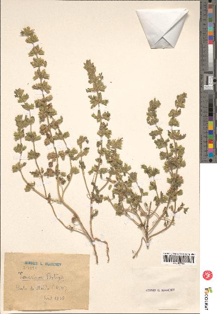 spécimen de Teucrium botrys