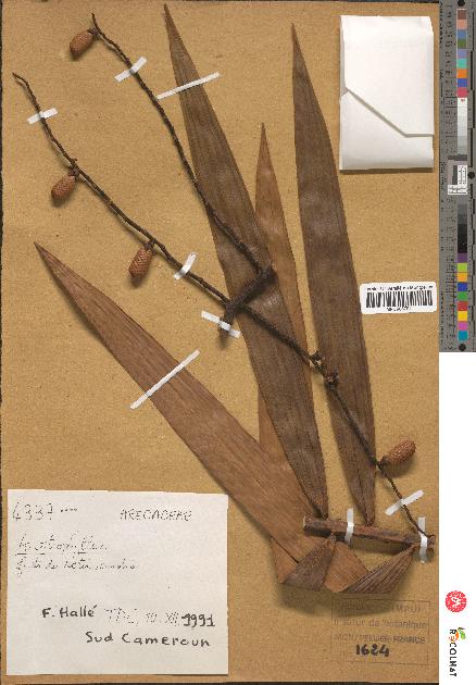 spécimen de Ancistrophyllum sp.