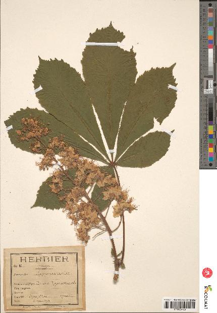 spécimen de Aesculus hippocastanum