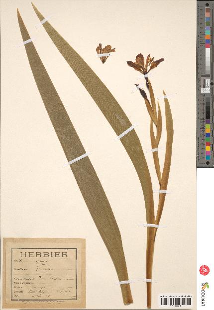 spécimen de Iris spuria