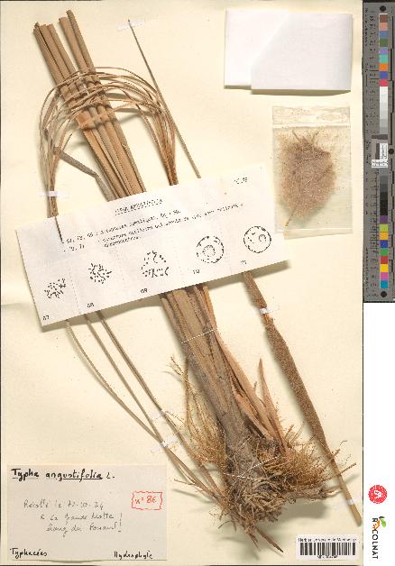 spécimen de Typha angustifolia