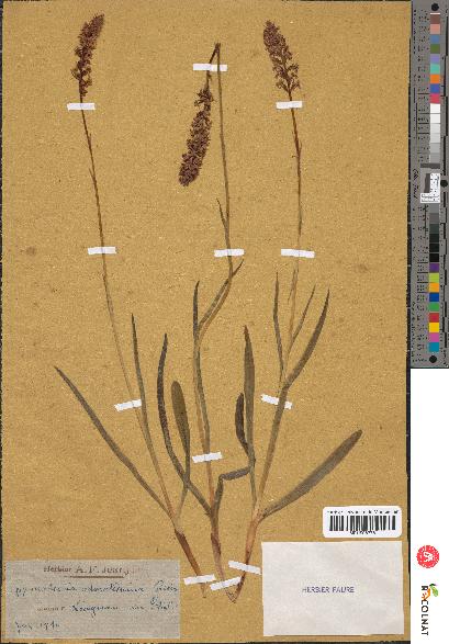 spécimen de Orchis odoratissima