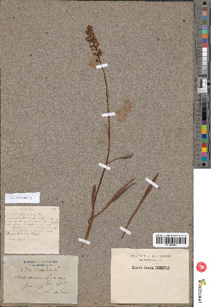 spécimen de Orchis odoratissima