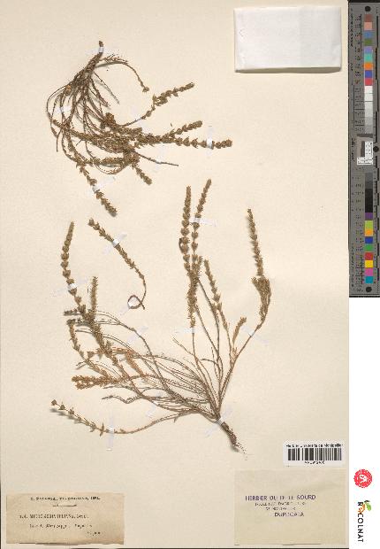 spécimen de Micromeria juliana