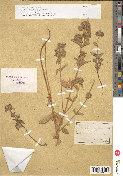 spécimen de Calamintha clinopodium