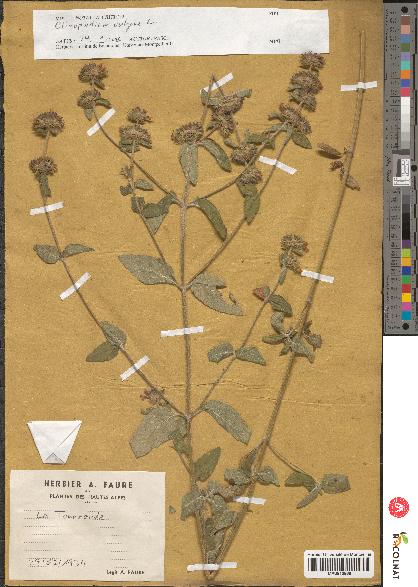 spécimen de Calamintha clinopodium