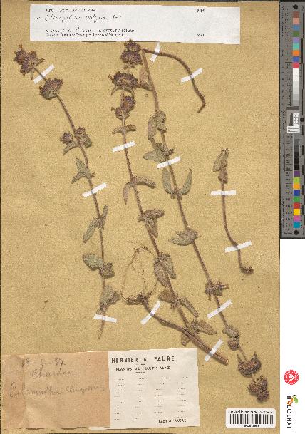 spécimen de Calamintha clinopodium