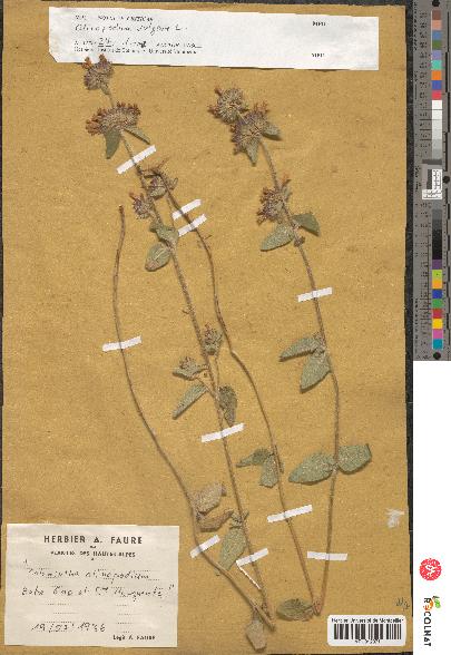 spécimen de Calamintha clinopodium