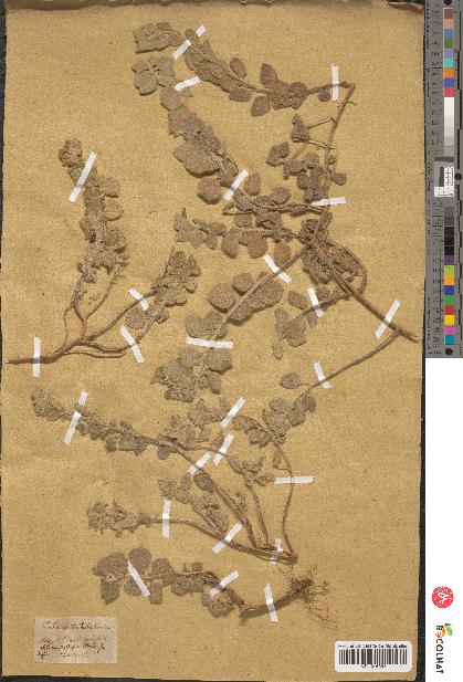 spécimen de Calamintha heterotricha